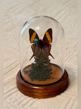 Butterfly in glass dome - real - taxidermy - Daggerwing Butterfly- S. America